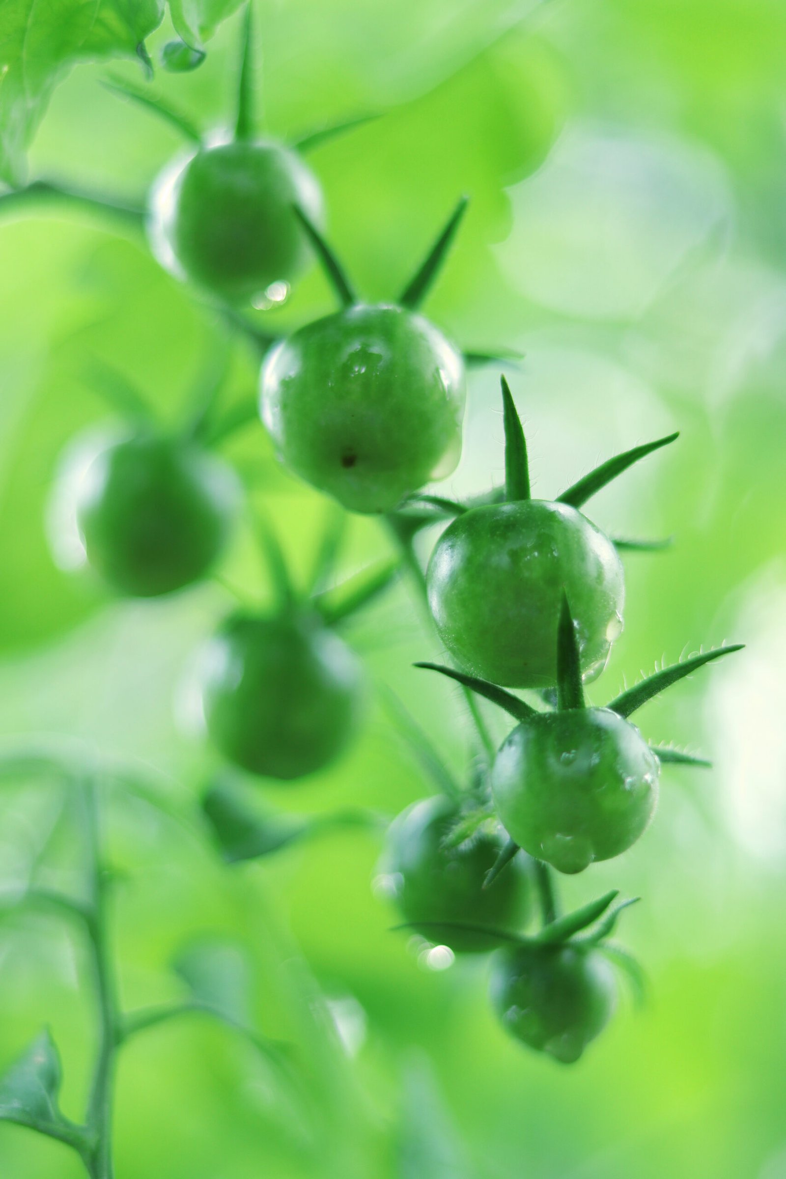 Green cherry tomatoes in the backyard